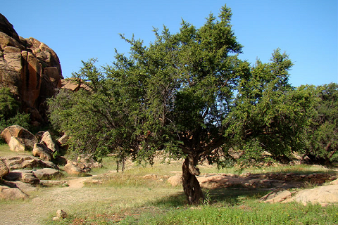 Arbol Argan