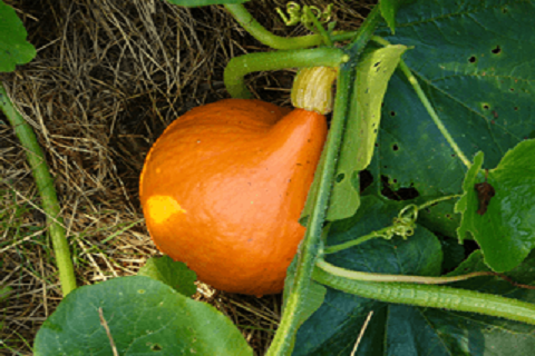 planta y fruto de la calabaza