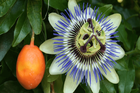 Planta y fruto de la pasiflora